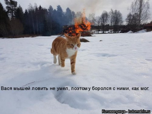 Свежая котоматрица для всех (31 шт)