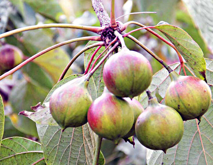 Плоды дерева "тунг", абхазы называют "тунга".