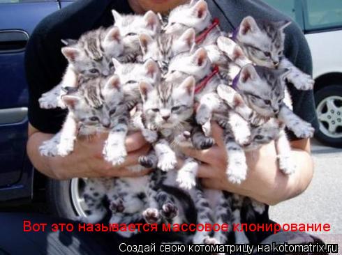 Уфф!!! Ну наконец-то! Котоматрицы великолепные, каждая с доброй улыбкой!!!