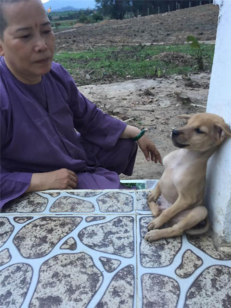 adopted-dogs-cuddle-buddhist-nuns-china-vinegret (8)