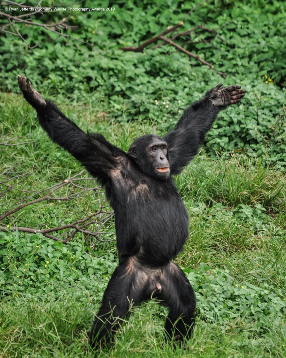 40 самых смешных финалистов премии Comedy Wildlife Photography Awards 2019 природа,фотографии,юмор и курьезы