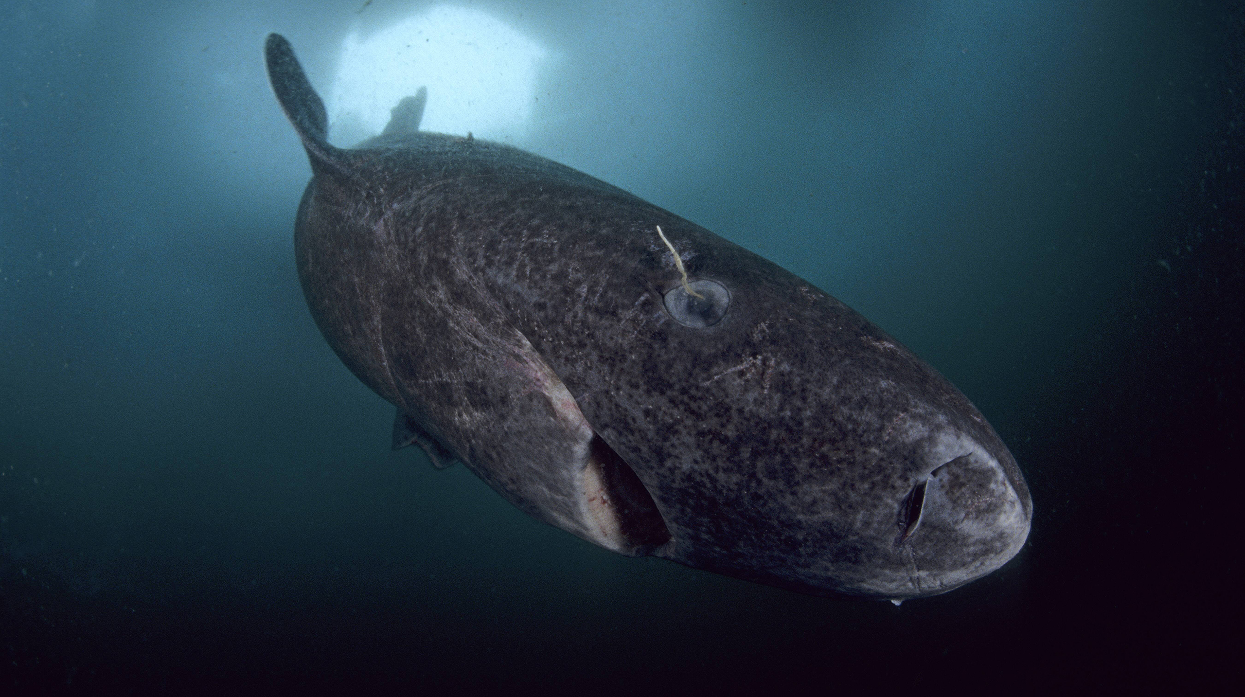 Кроме белого медведя: 10 животных, которые живут в Гренландии берегов, мешок, нерпа, среди, сородичей, гренландские, могут, Гренландии, хищников, редко, время, поисках, своих, Гренландский, леммингов, льдов, тюлени, темной, снегом, отличие