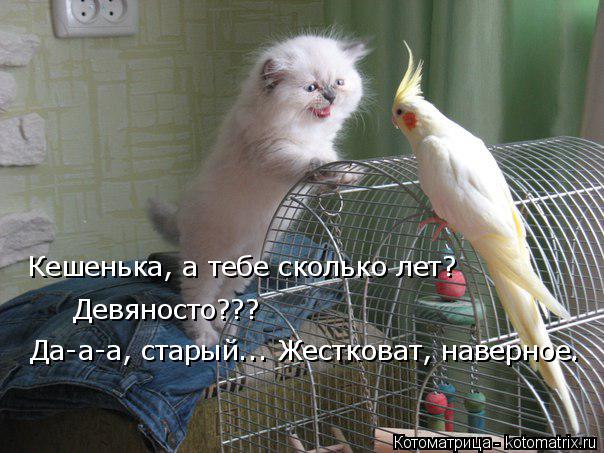 Котоматрица: Кешенька, а тебе сколько лет? Девяносто??? Да-а-а, старый... Жестковат, наверное.