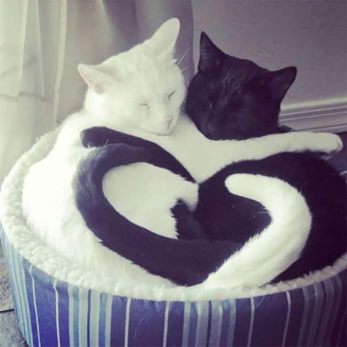 черный и белый кот спят в обнимку