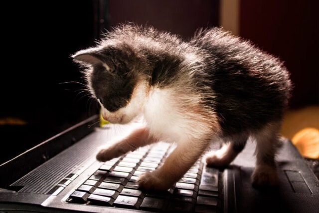 Если кот лёг на клавиатуру вашего ноутбука, не злитесь, ведь у вас есть любящий питомец. © slate  
