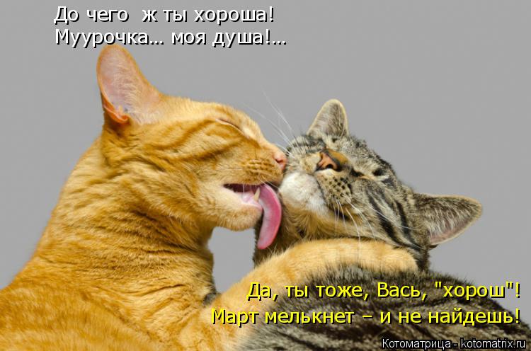 Котоматрица: До чего  ж ты хороша!  Муурочка… моя душа!… Март мелькнет – и не найдешь! Да, ты тоже, Вась, "хорош"!