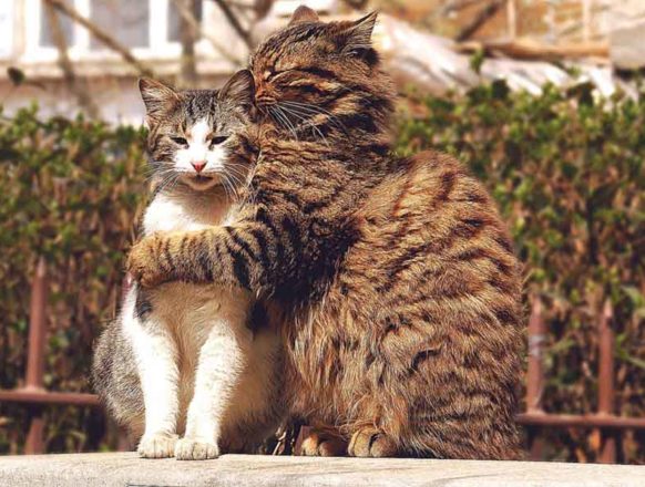 Фото влюбленных кошек