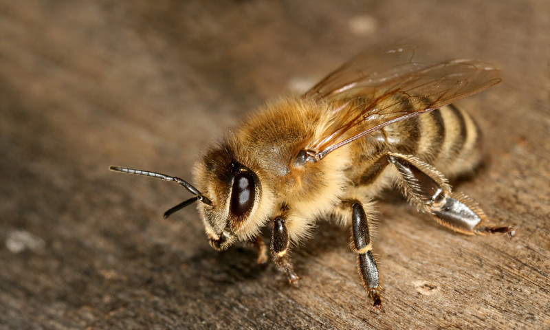 11. Продолжительность жизни пчел животные, насекомые, пчёлы, факты