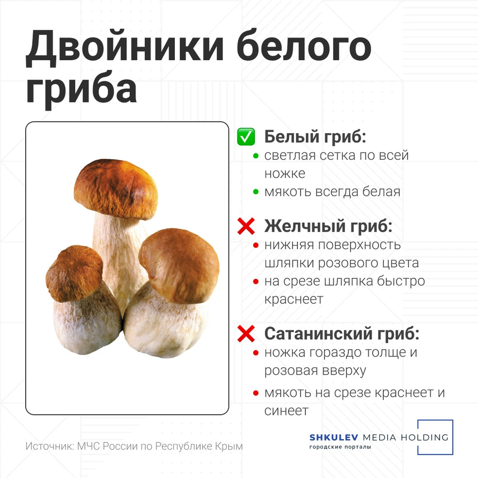 Смертельно опасны: как отличить ложные грибы — двойники от съедобных белого, гриба, шляпки, можно, ножке, Серафима, Пантыкина, Городские, двойник, двойников, очень, грибы, грибов, желчный, мякоть, всегда, Также, легко, оттенком, первую