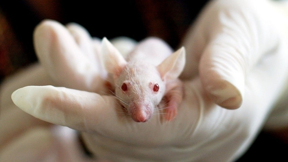 Российские ученые создали чувствительных к COVID-19 мышей для испытаний вакцин