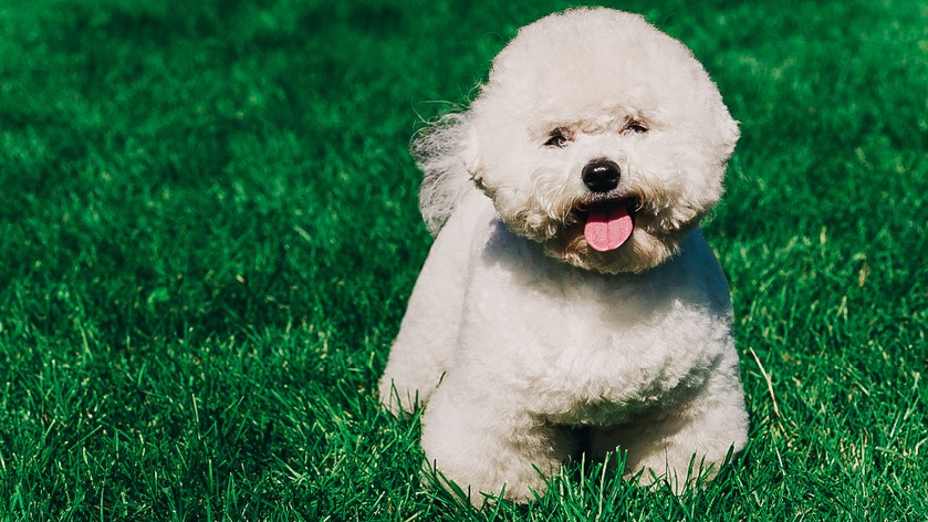 Не только йорки: 5 мелких пород собак для легкого содержания в квартире Не только йорки: 5 мелких пород собак для легкого содержания в квартире наши любимцы,собаки