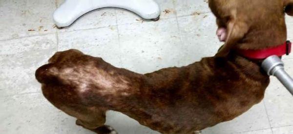 Судья вынес идеальный приговор для мучительницы собаки (8 фото)