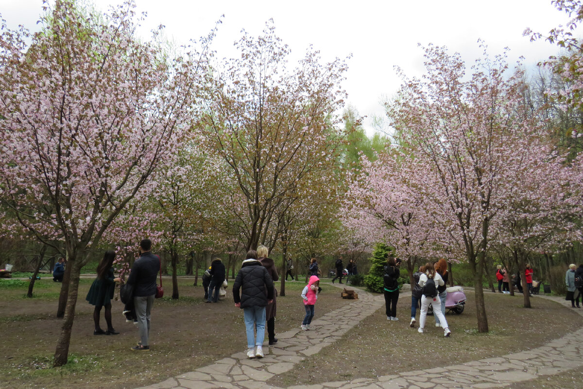 Sakura москва. Екатерининский парк в Москве Сакура. Аллея Сакуры МГУ. Парк Коломенское Сакура. Бирюлевский дендропарк цветение Сакуры.