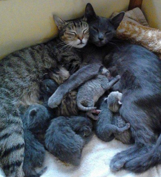 Это любовь:  невероятно трогательные кошачьи семьи, которые не оставят вас равнодушными