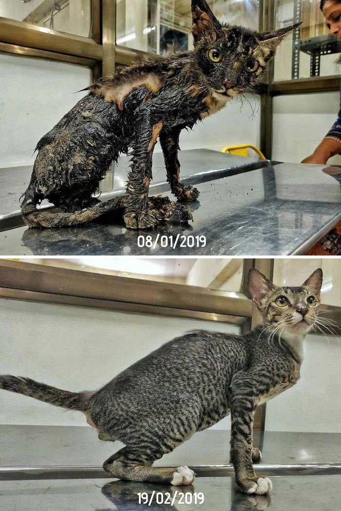 Подобранные на улице коты на снимках: до и после домашние животные,наши любимцы