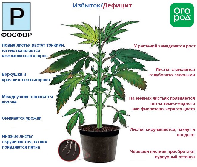 К чему приводит избыток и дефицит фосфора у растения