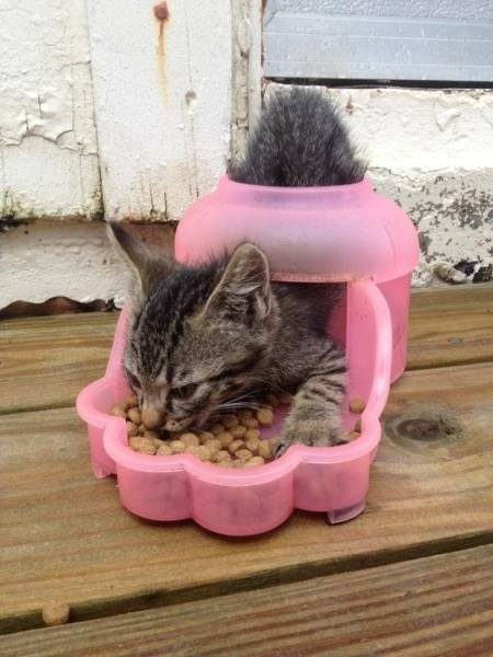 Кошачья логика Кошачья логика