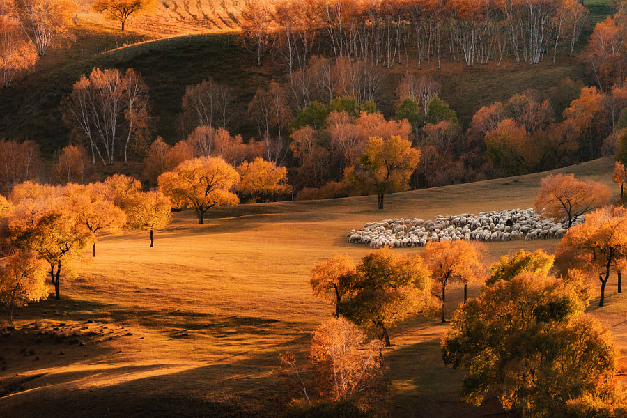 秋牧 by 只手遮天  on 500px.com