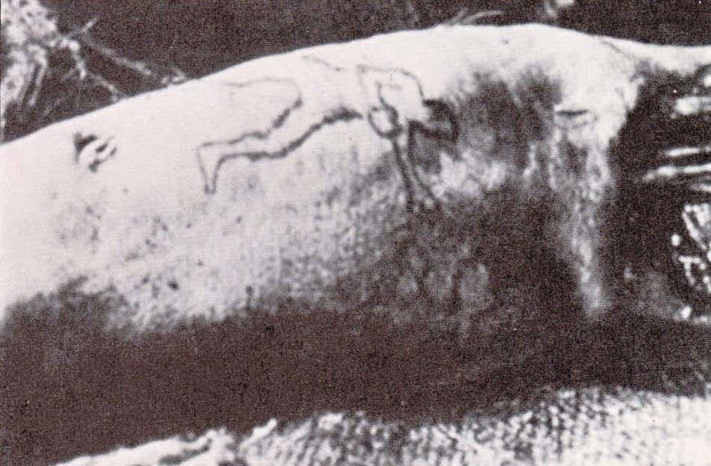 12. Рука убитого человека животные, находка