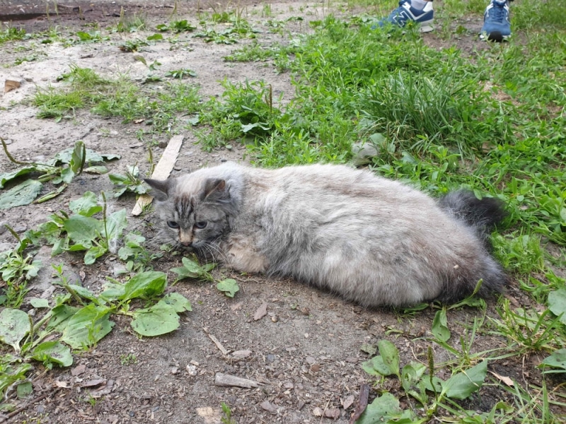 кот на улице