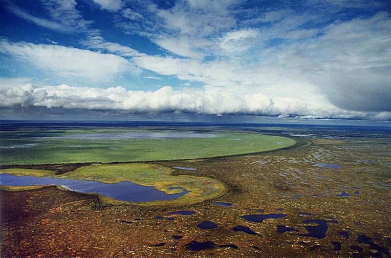 Большое Васюганское болото - природный феномен, не имеющий аналогов в мире природа,Россия