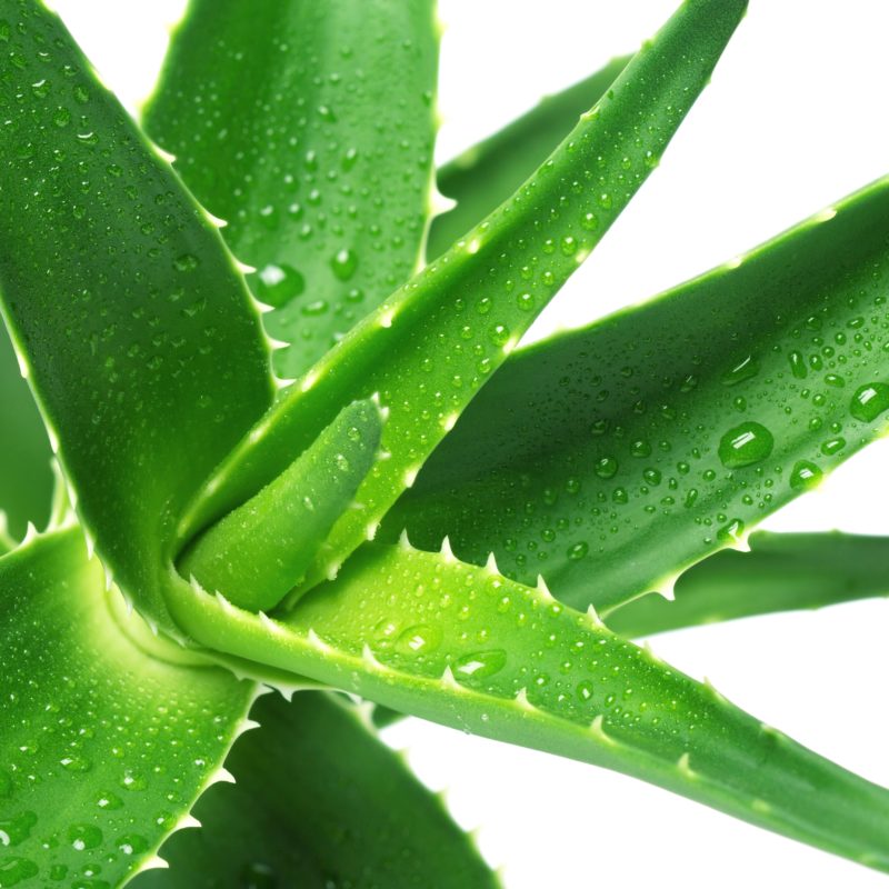 aloe-vera