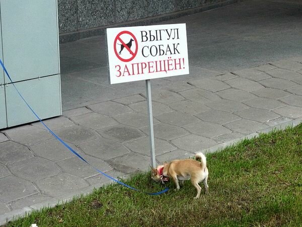 Интересно, чем может навредить собака, находясь на этой травке? Может, она вражеский шпион?