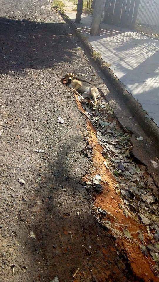 Счастливые домашние любимцы, они заразят вас настроением Счастливые домашние любимцы, они заразят вас настроением картинки