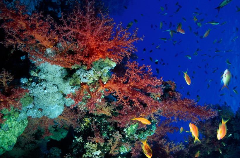 Сообщение растительный мир в океане. Кораллы индийского океана. Амарант коралловые острова. Кораллы Тихого океана. Растительный мир Атлантического океана.