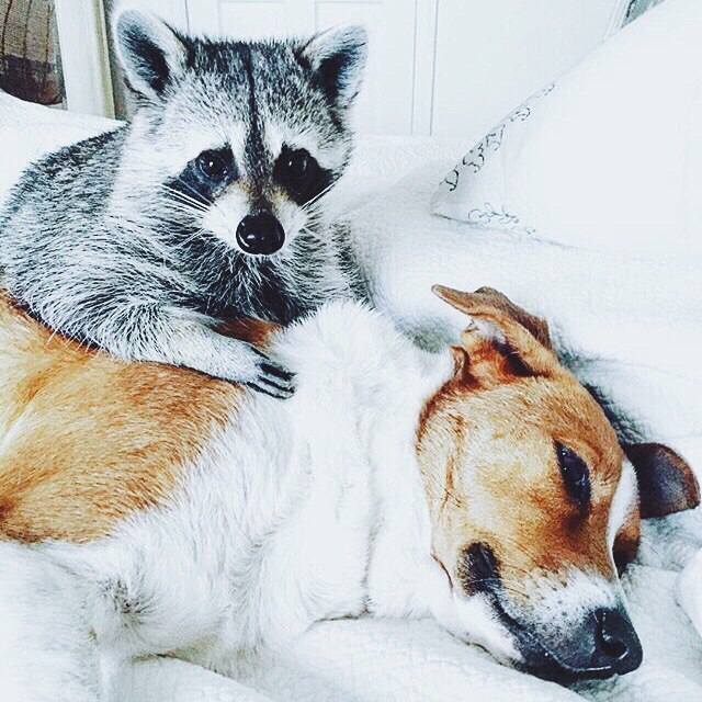 Картинки, приколы и фотографии для улыбки Картинки, приколы и фотографии для улыбки