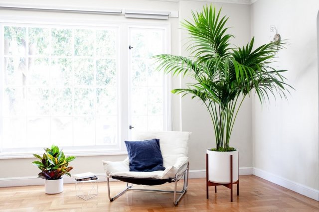 Великаны в вашей квартире – 10 самых крупных комнатных растений комнатные растения,цветоводство