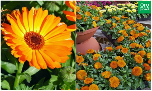 11 однолетних цветов для вашего сада, которые не боятся заморозков 11 однолетних цветов для вашего сада, которые не боятся заморозков цветы