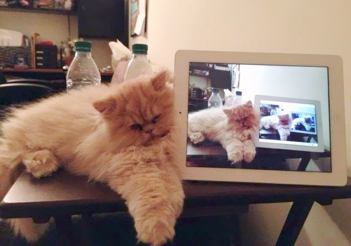 как технологии изменили жизнь кошек