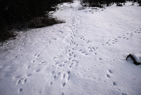 Ну что, есть идеи?..