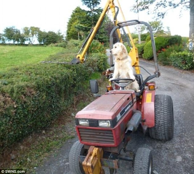 Never had a barking ticket: Rambo the golden retriever can often be seen riding a tractor around his master