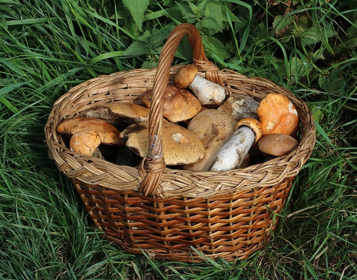 7 причин включить грибы в рацион (и еще больше — исключить их из него) грибы, нельзя, много, также, грибов, Wikimedia, который, всего, белых, богаты, могут, белка, количества, большого, кишечника, ножки —, полезных, первую, очередь, нужно