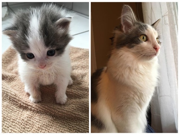 20+ доказательств того, что подарить бездомным животным новую жизнь — бесценно животные,жизнь,общество,приюты