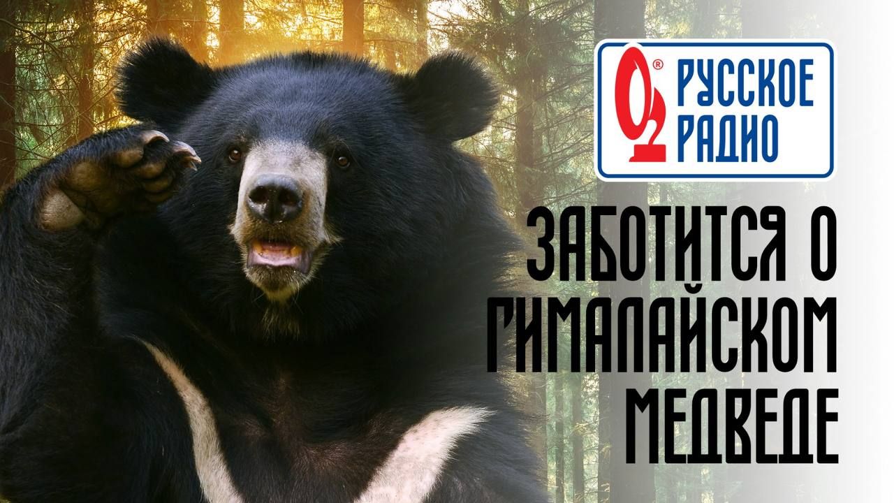 «Русское Радио» станет опекуном гималайского медведя в Московском зоопарке