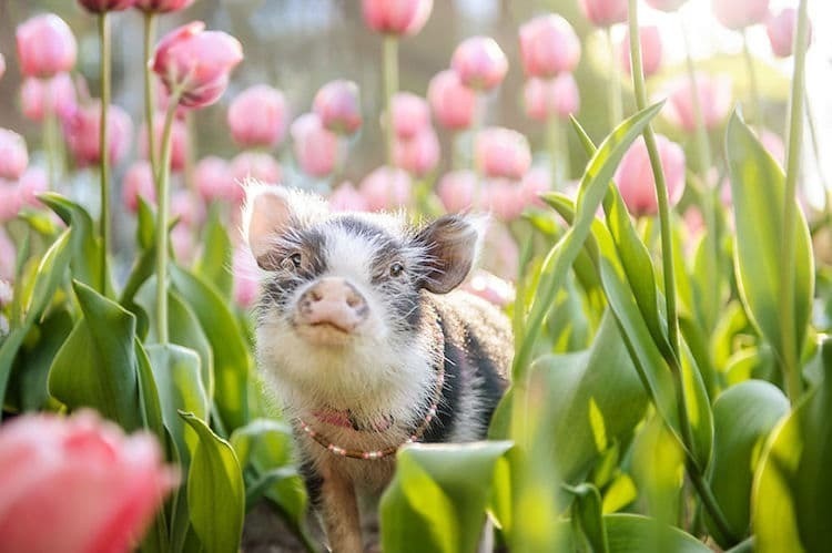 Поросенок Флаффи снялся в розовых тюльпанах и стал звездой интернета животные,природа,Путешествия,фото