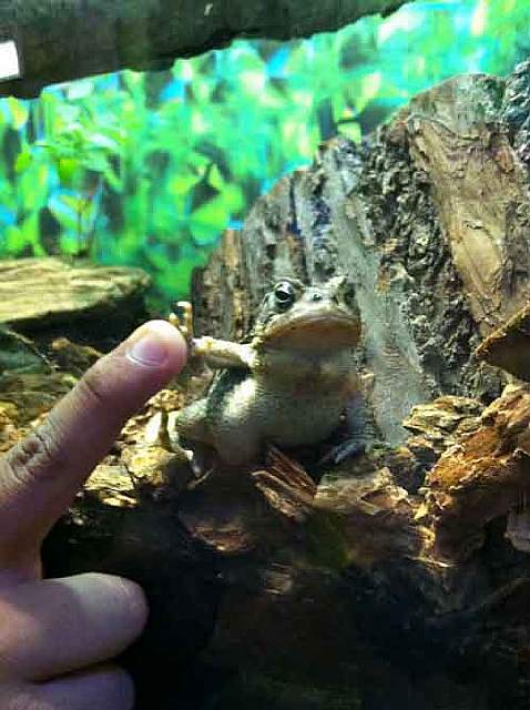 Ми-ми-ми наоборот: Когда животное не в духе животные,фото