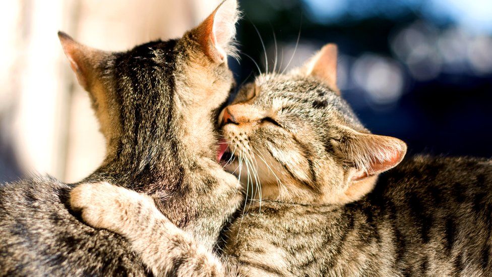 Кошки часто мурчат, когда вылизывают друг друга