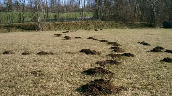 Серый вредитель Серый вредитель истории из жизни