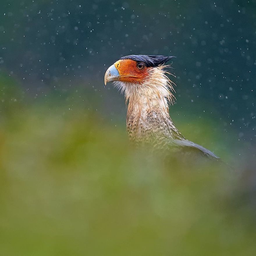 Caracara cheriway