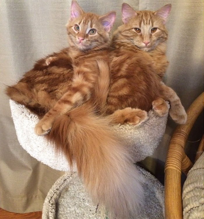 кот воспитывает котенка который на него похож