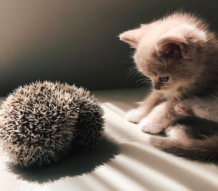 В природе возможно всё! 23 умилительных фото дружбы зверей В природе возможно всё! 23 умилительных фото дружбы зверей животные