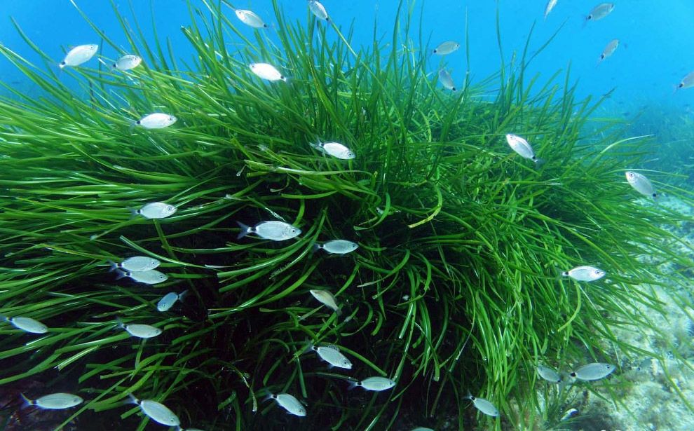 Posidonia oceanica