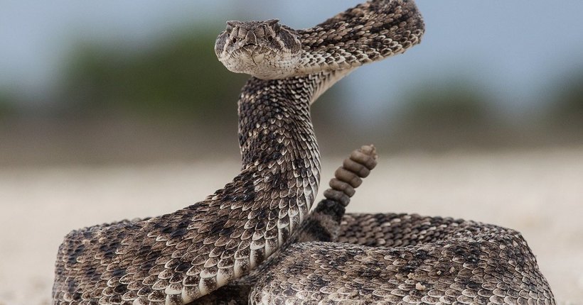 Секретное оружие прыгуна: как крошечный зверек противостоит гремучей змее