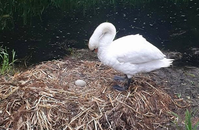 НЕ ВЫДЕРЖАВШАЯ РАССТАВАНИЯ ЛЕБЕДЬ УМЕРЛА ОТ «РАЗБИТОГО СЕРДЦА»