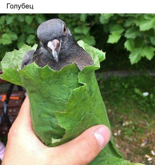 Свежие прикольные картинки Свежие прикольные картинки