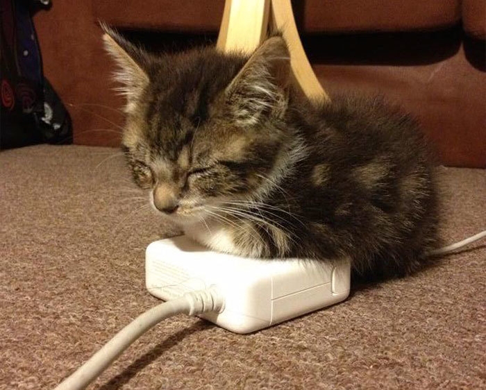 как технологии изменили жизнь кошек